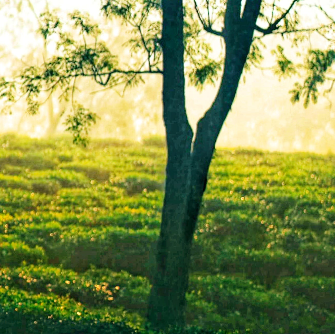 Munnar
